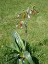 Paphiopedilum Lowii 